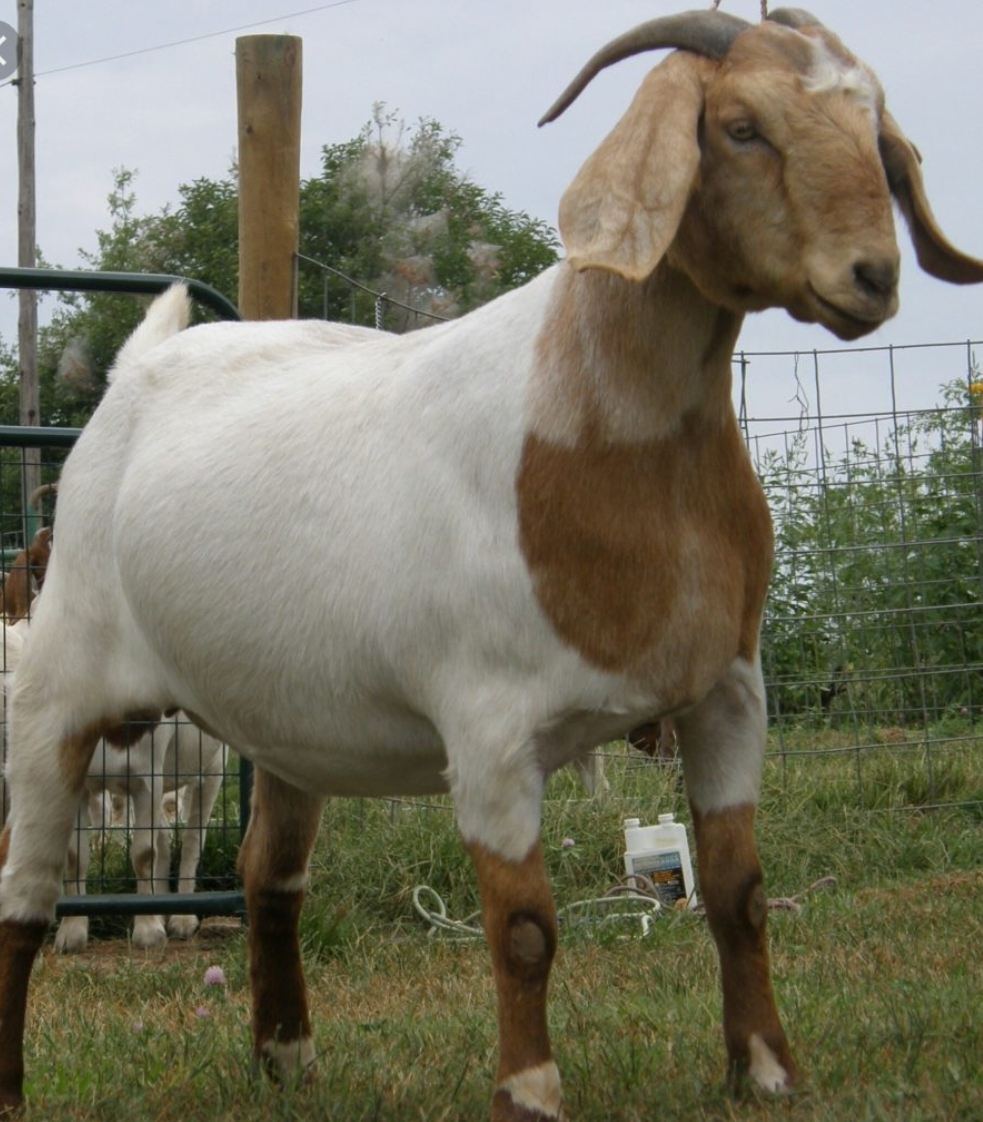 Goats