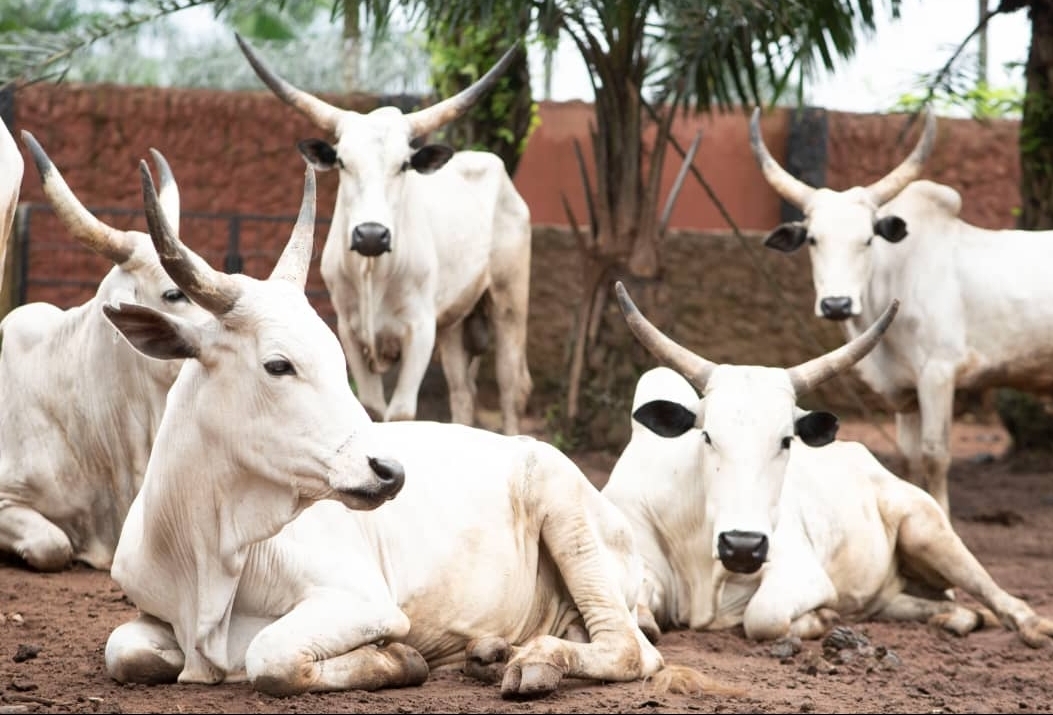 Cows 