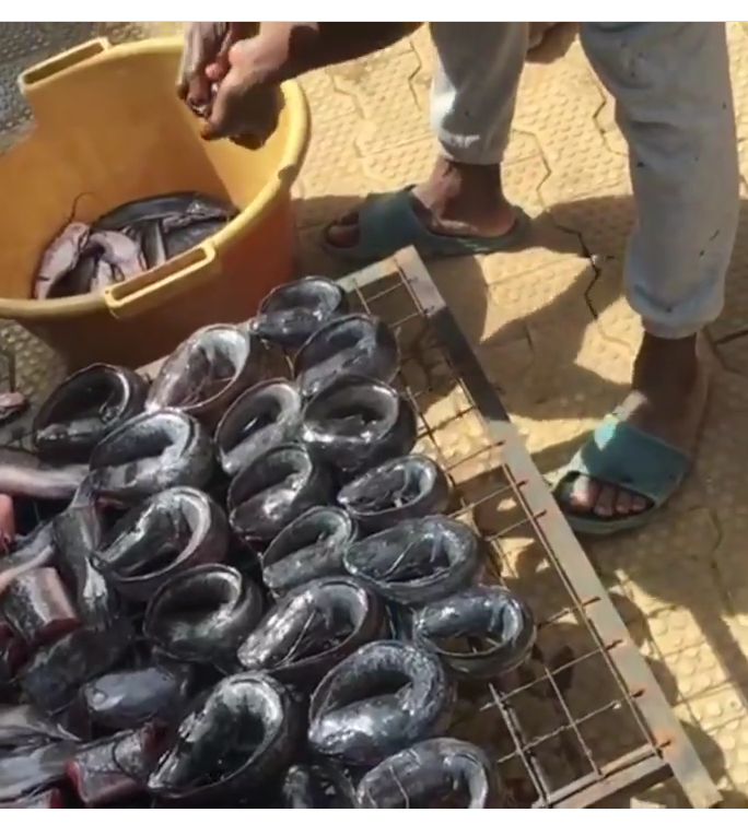 Fish Farm Factory